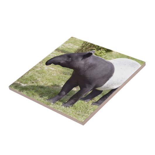 Malayan tapir op gras tegeltje (Zijkant)