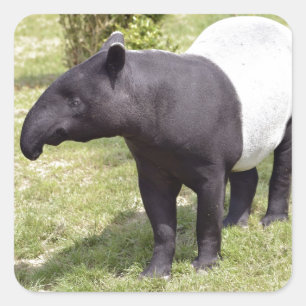 Malayan tapir op gras vierkante sticker