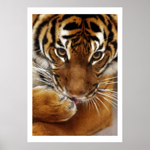 Malayan Tiger #1 poster