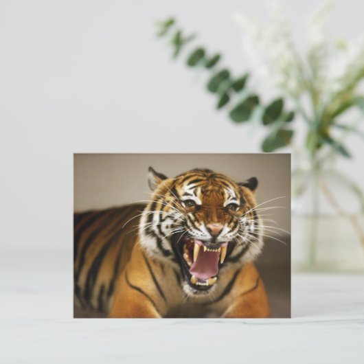 Malayan Tiger #2 briefkaart (Staand voorkant)