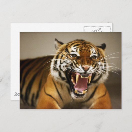 Malayan Tiger #2 briefkaart (Voorkant / Achterkant)