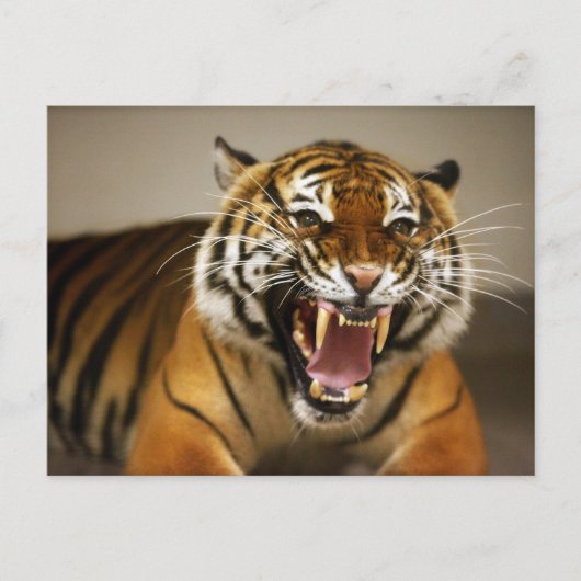 Malayan Tiger #2 briefkaart (Voorkant)