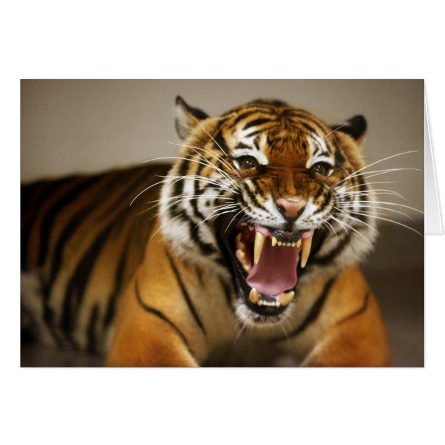 Malayan Tiger #2 kaart (Voorkant Horizontaal)