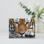 Malayan Tiger #3 briefkaart (Staand voorkant)