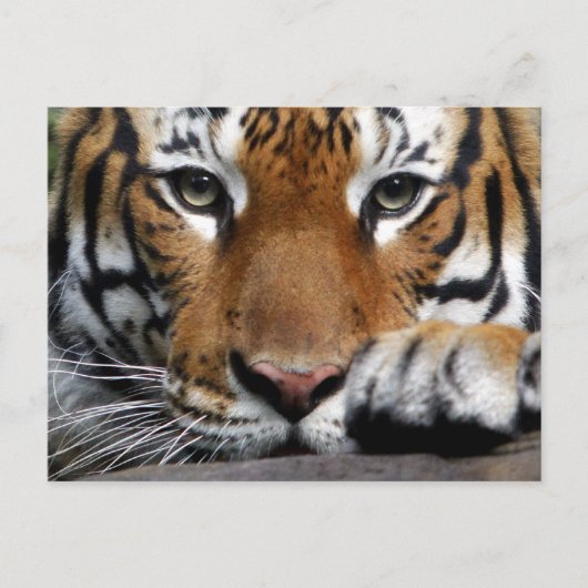 Malayan Tiger #3 briefkaart (Voorkant)