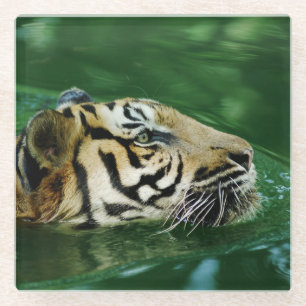 Malayan Tiger Face Swimming Glazen Onderzetter