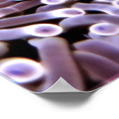 Maldive Anenomefish Poster (Hoek)