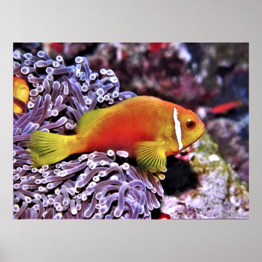 Maldive Anenomefish Poster (Voorkant)