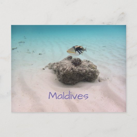 Maldiven Blauwe Oceaan White Sand Coral Triggerfis Briefkaart (Voorkant)