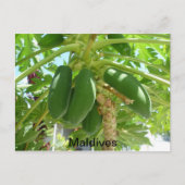 MALDIVES BRIEFKAART (Voorkant)