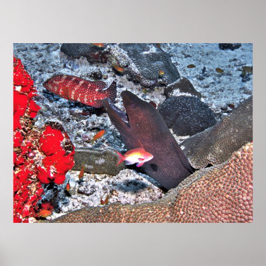 Maldives Reef Snapshot Poster (Voorkant)