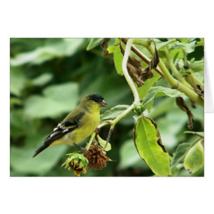 Male American Goldfinch