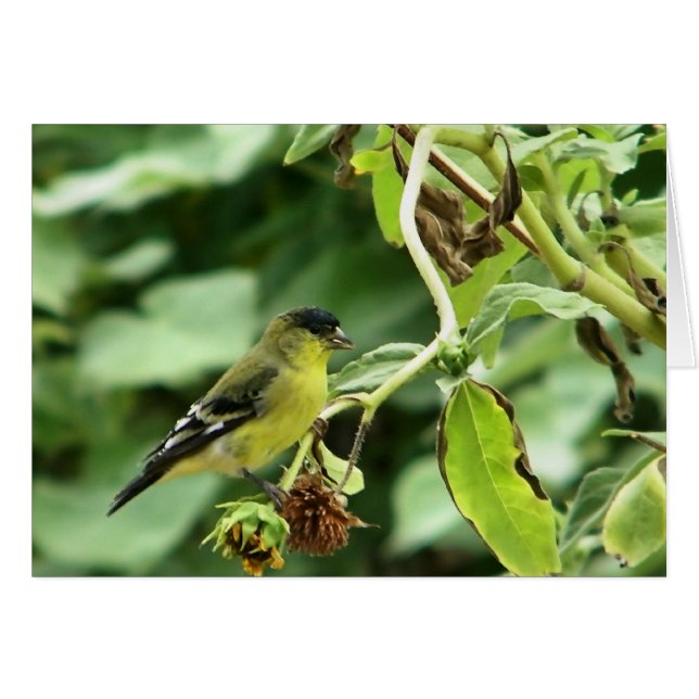Male American Goldfinch (Voorkant Horizontaal)