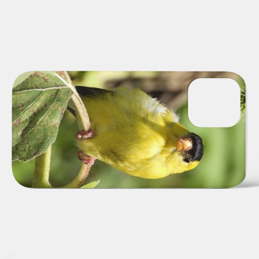 Male American Goldfinch Case-Mate iPhone Case (Achterkant (horizontaal))