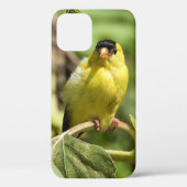 Male American Goldfinch Case-Mate iPhone Case (Achterkant)