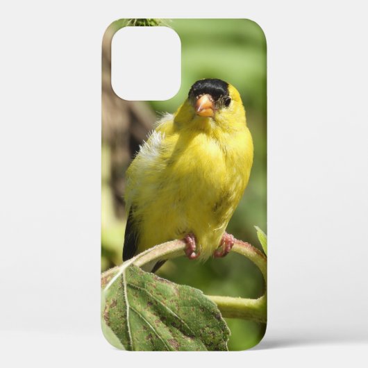 Male American Goldfinch Case-Mate iPhone Case (Achterkant)