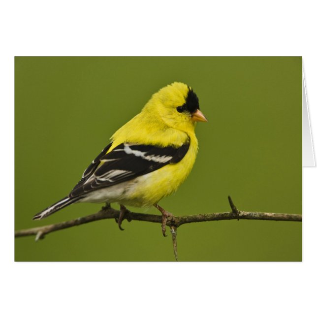 Male American Goldfinch in fokprogramma's, (Voorkant Horizontaal)