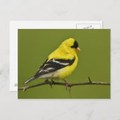 Male American Goldfinch in fokprogramma's, Briefkaart (Voorkant / Achterkant)
