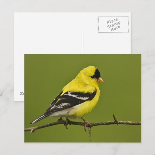 Male American Goldfinch in fokprogramma's, Briefkaart (Voorkant / Achterkant)
