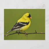 Male American Goldfinch in fokprogramma's, Briefkaart (Voorkant)
