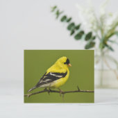 Male American Goldfinch in fokprogramma's, Briefkaart (Staand voorkant)