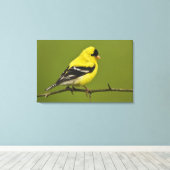 Male American Goldfinch in fokprogramma's, Canvas Afdruk (Insitu (Houten vloer))