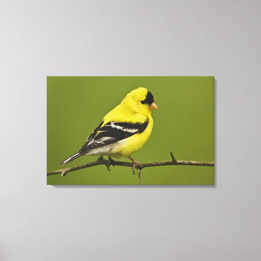 Male American Goldfinch in fokprogramma's, Canvas Afdruk (Voorkant)
