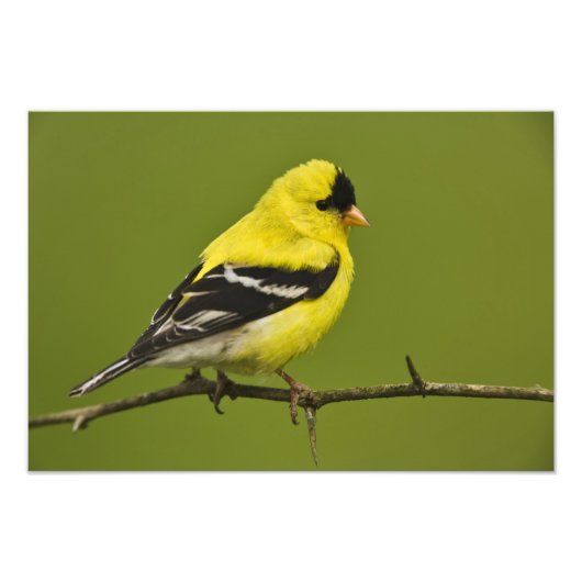 Male American Goldfinch in fokprogramma's, Foto Afdruk (Voorkant)