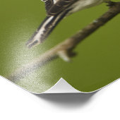 Male American Goldfinch in fokprogramma's, Foto Afdruk (Hoek)