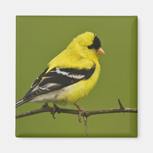 Male American Goldfinch in fokprogramma's, Magneet (Voorkant)