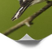 Male American Goldfinch in fokprogramma's, Poster (Hoek)