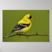 Male American Goldfinch in fokprogramma's, Poster (Voorkant)