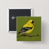 Male American Goldfinch in fokprogramma's, Vierkante Button 5,1 Cm (Voorkant /achterkant)