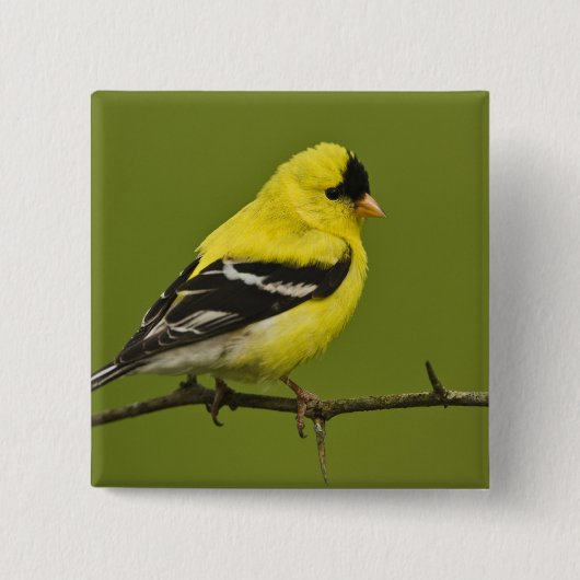 Male American Goldfinch in fokprogramma's, Vierkante Button 5,1 Cm (Voorkant)