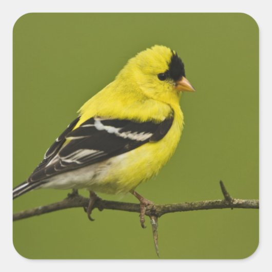 Male American Goldfinch in fokprogramma's, Vierkante Sticker (Voorkant)