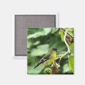 Male American Goldfinch Magneet (Voorkant / Achterkant)