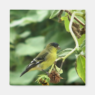 Male American Goldfinch Magneet