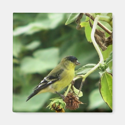 Male American Goldfinch Magneet (Voorkant)