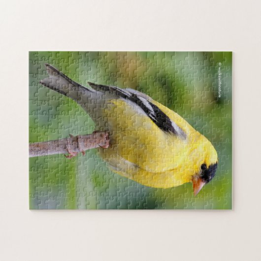 Male American Goldfinch op de Bamboe Legpuzzel (Horizontaal)