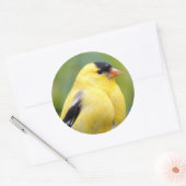 Male American Goldfinch op de Bamboe Ronde Sticker (Envelop)