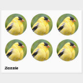 Male American Goldfinch op de Bamboe Ronde Sticker (Vel)