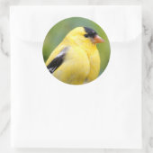 Male American Goldfinch op de Bamboe Ronde Sticker (Tas)