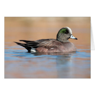 Male American Wigeon