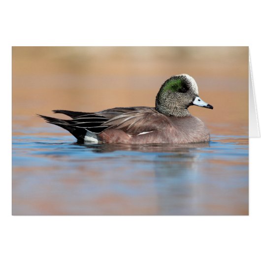 Male American Wigeon (Voorkant Horizontaal)