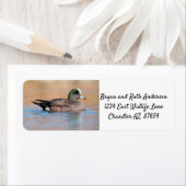 Male American Wigeon Etiket (Insitu)