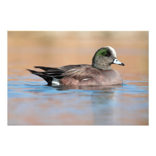 Male American Wigeon Foto Afdruk