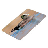 Male American Wigeon Magneet (Linkerzijde)