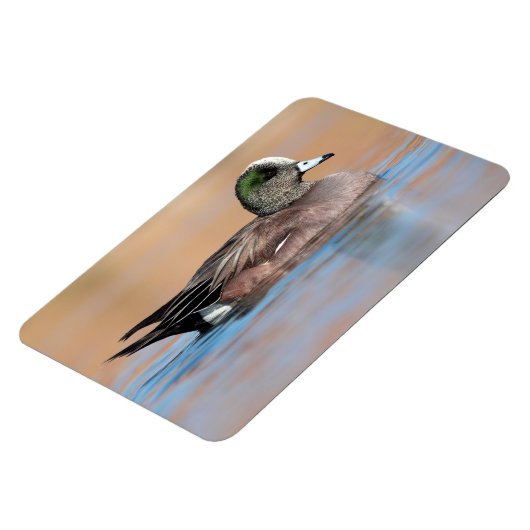 Male American Wigeon Magneet (Linkerzijde)