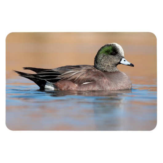Male American Wigeon Magneet (Horizontaal)