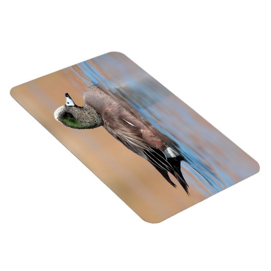 Male American Wigeon Magneet (Rechterzijde)